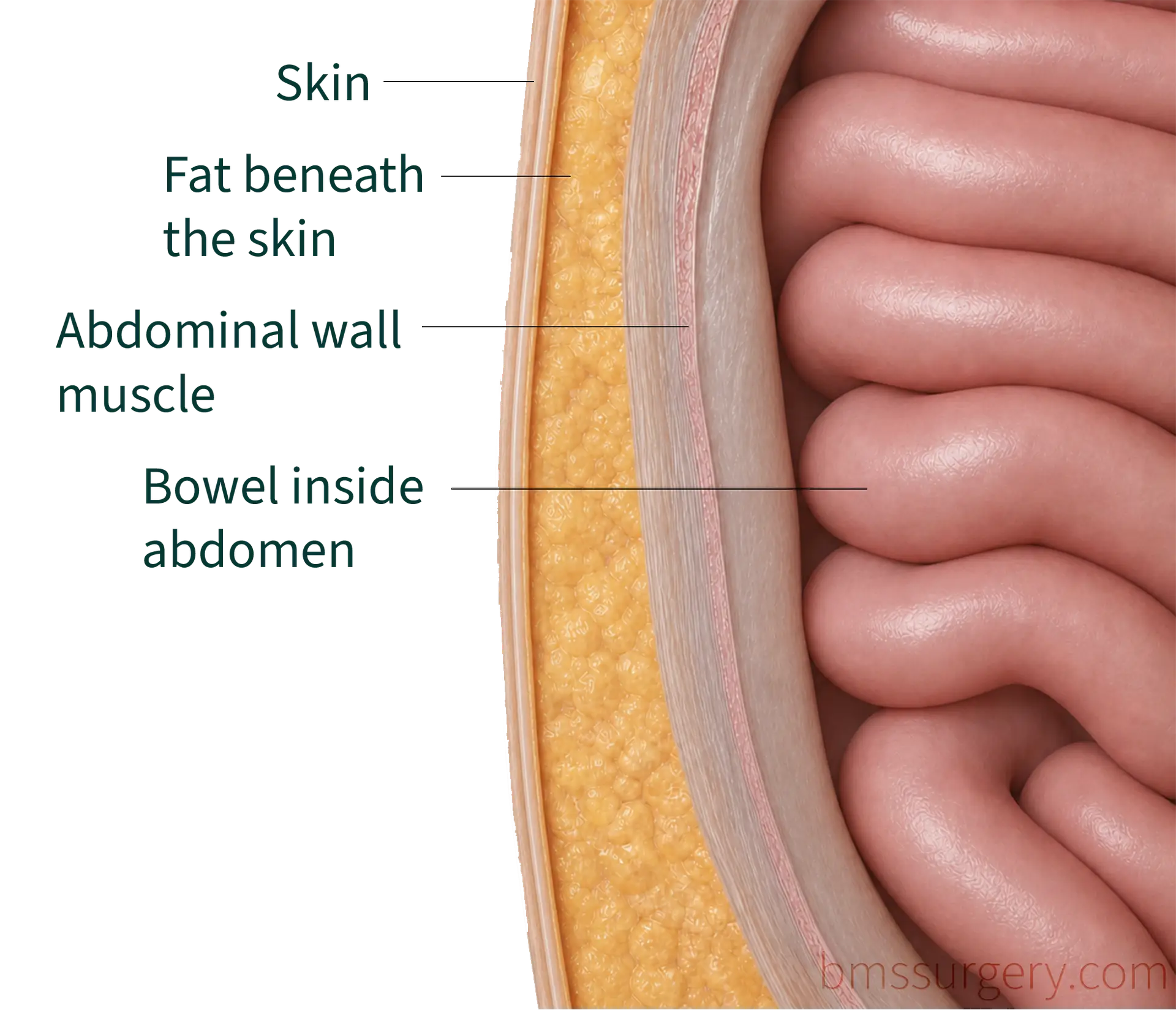 abdominal wall diagram